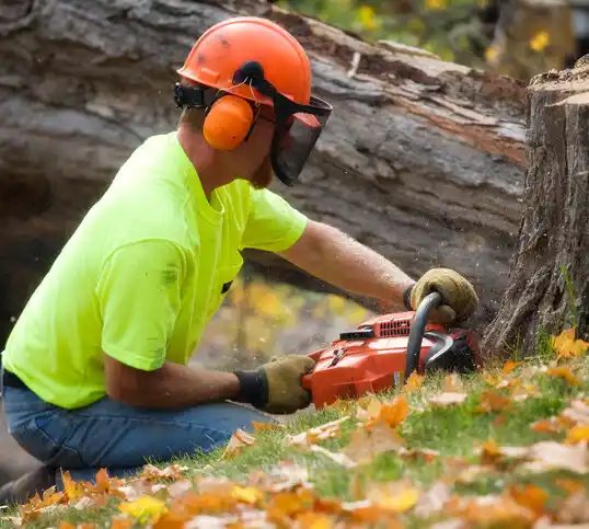 tree services Kenton